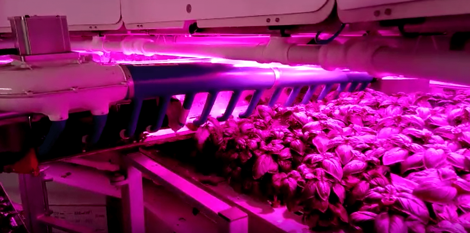 No muevas las plantas: Llevamos la automatización al cultivo